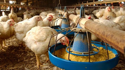 How to start a broiler chicken production business in ...