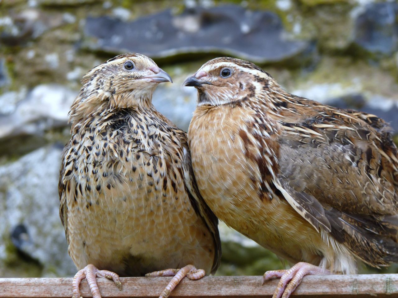 Quail Business Plan
